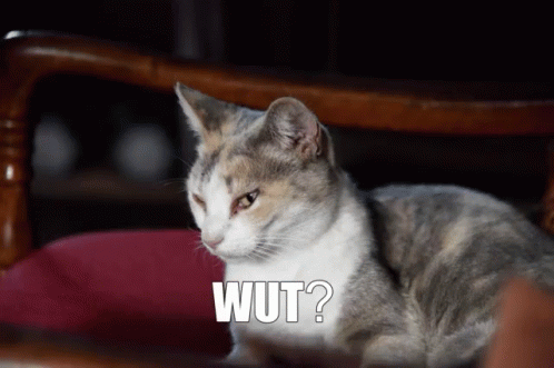 Cat Sitting on Chair Saying Wut