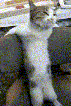Cat Sitting On Chair With Legs Crossed GIF