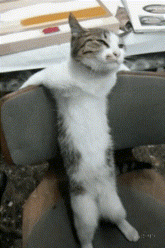 Cat Sitting On Chair With Legs Crossed GIF