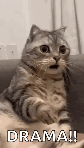 Cat Sitting On Couch Drama GIF