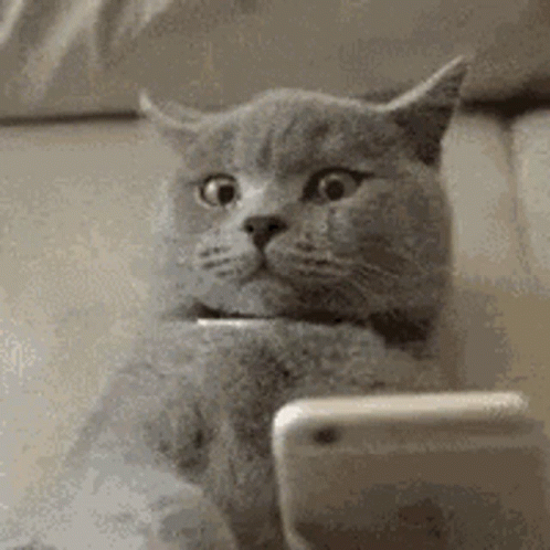 Cat Sitting on Couch Looking at Phone