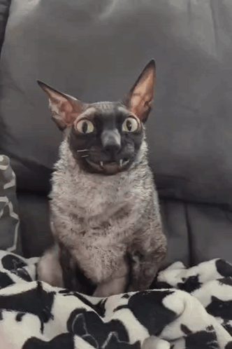 Cat Sitting on Couch Mouth Open Looking at Camera