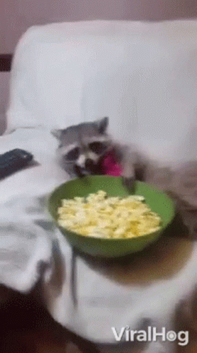 Cat Sitting on Couch Next to Popcorn