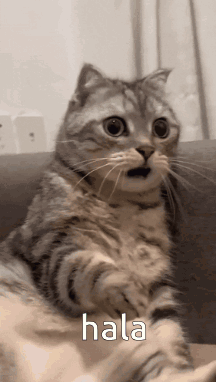 Cat Sitting on Couch Saying Hala