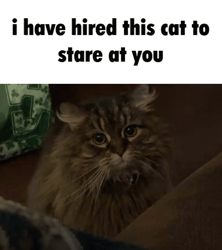 Cat Sitting on Couch Saying I Have Hired This Cat to Stare