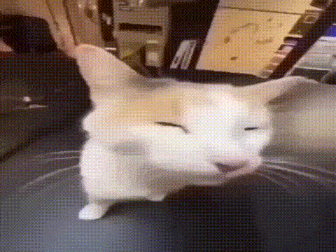 Cat Sitting On Couch With Eyes Closed GIF