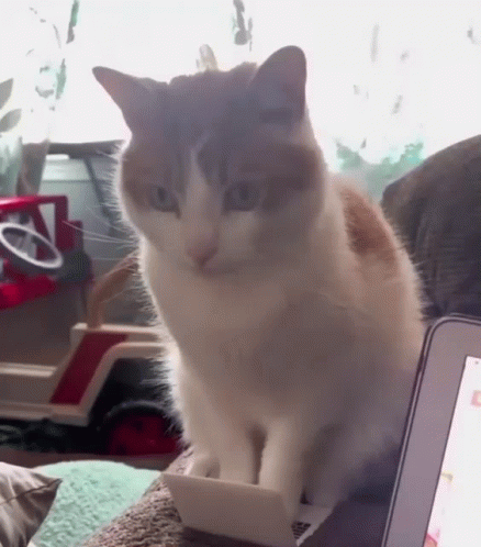 Cat Sitting on Couch With Laptop and Toy Truck