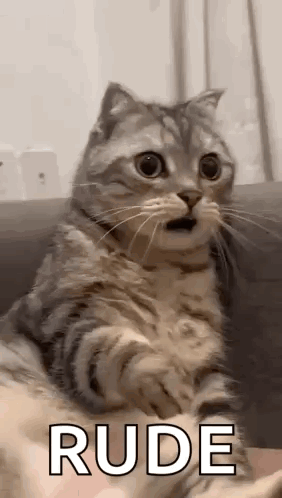 Cat Sitting on Couch With Mouth Open