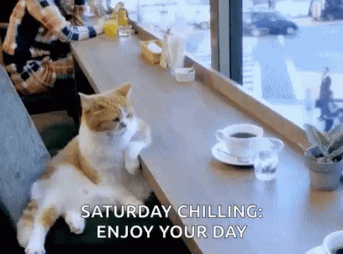 Cat Sitting on Counter with Coffee