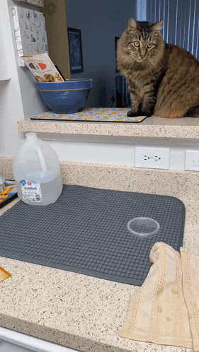 Cat Sitting On Counter With Water Gallon GIF