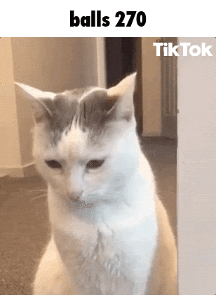 Cat Sitting On Hind Legs Caption Balls 270 GIF