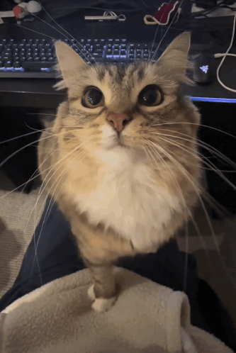 Cat Sitting On Lap Looking At Camera GIF