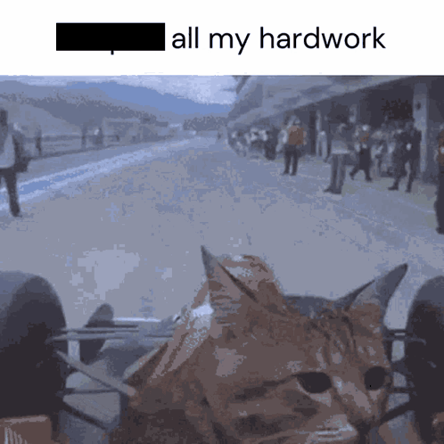Cat Sitting on Lap Saying All My Hardwork