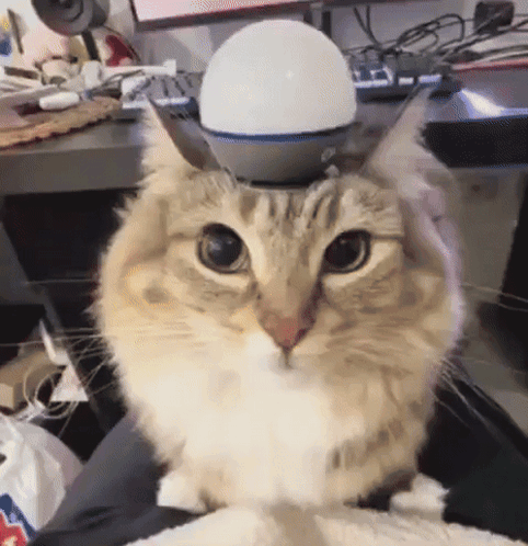 Cat Sitting on Lap with Light
