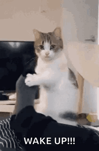 Cat Sitting on Lap with Paws Outstretched