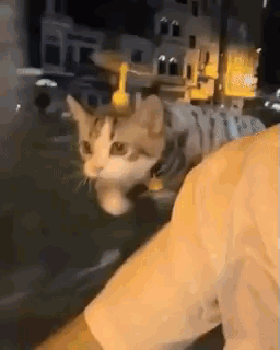 Cat Sitting On Man's Shoulder In Car Night GIF