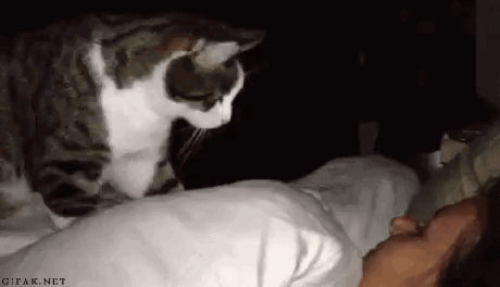 Cat Sitting on Person's Head