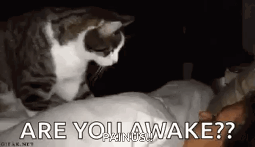 Cat Sitting on Person's Head in Bed