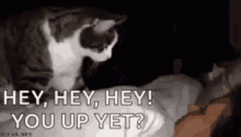 Cat Sitting on Person's Head