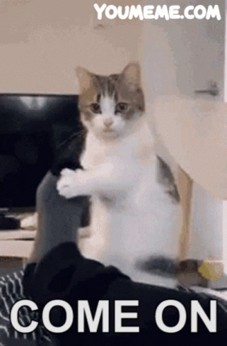 Cat Sitting On Person's Lap Come On GIF