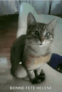 Cat Sitting on Person's Lap Looking at Camera