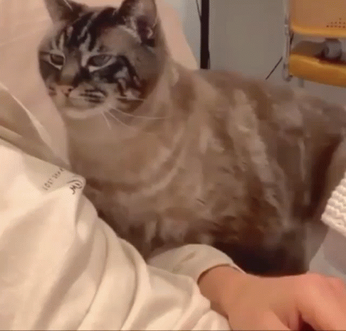 Cat Sitting on Person's Lap