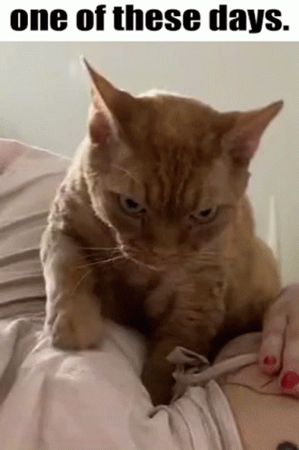 Cat Sitting on Person's Shoulder