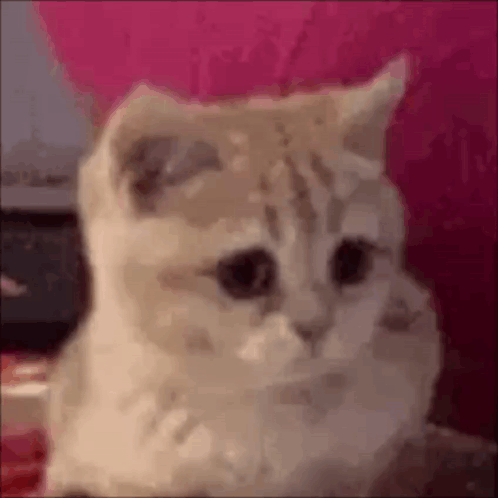 Cat Sitting on Pink Couch Looking at Camera