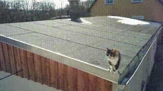 Cat Sitting on Roof Next to Wooden Fence