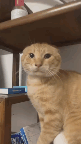 Cat Sitting on Shelf Next to Box Saying Ice