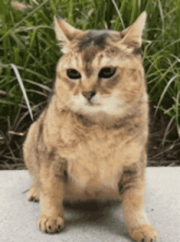 Cat Sitting on Sidewalk Looking at Camera