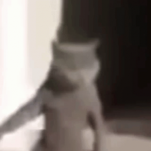 Cat Sitting on Table in Front of Window