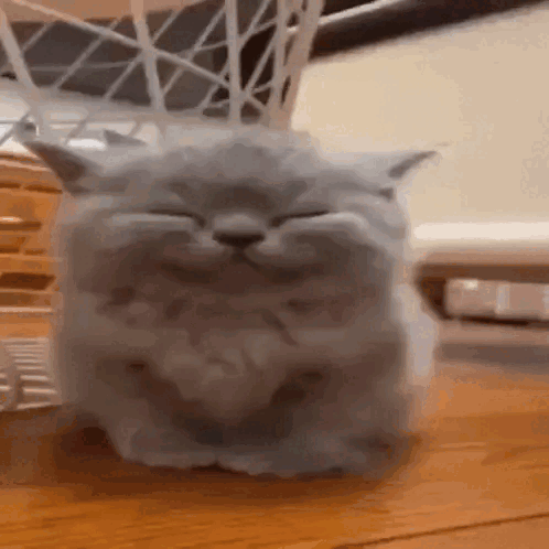 Cat Sitting on Table With Eyes Closed