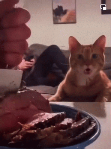 Cat Sitting on Table with Food