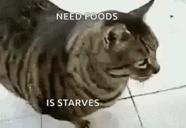 Cat Sitting on Tile Floor Saying Me When Pizza