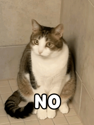 Cat Sitting On Tiled Floor Saying No GIF