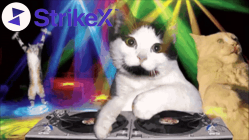 Cat Sitting On Turntable With Strikex GIF