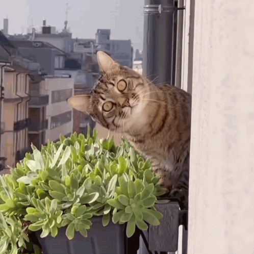 Cat Sitting on Window Sill