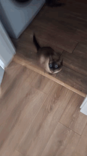 Cat Sitting On Wooden Floor Looking At Camera GIF
