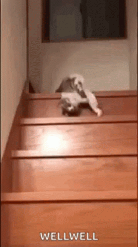 Cat Sitting on Wooden Stairs