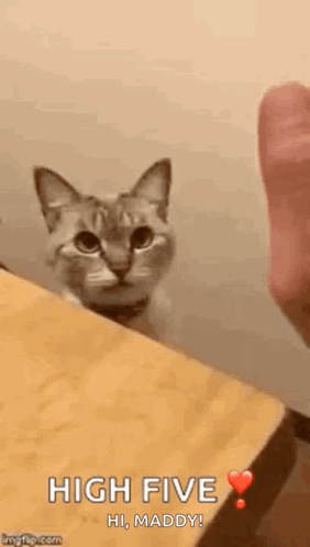 Cat Sitting on Wooden Table