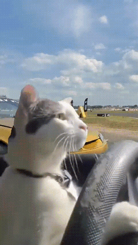 Cat Sitting on Yellow Car Steering Wheel