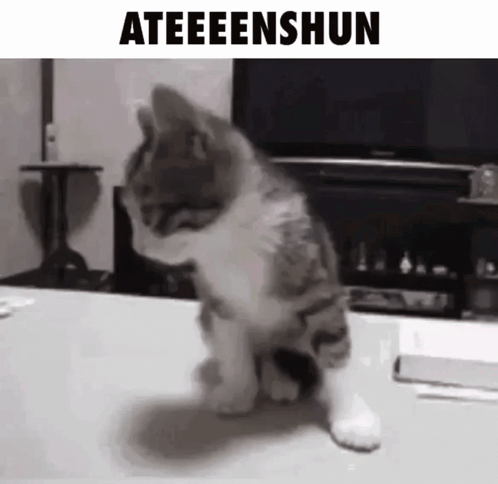 Cat Sitting With Ateenshun GIF