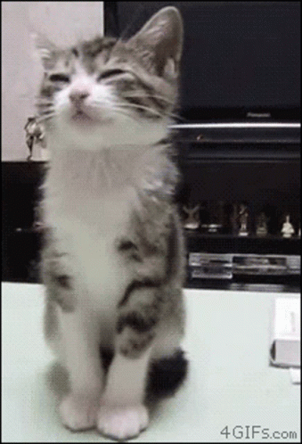 Cat Sitting With Eyes Closed
