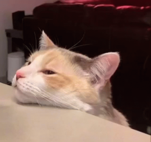 Cat Sitting with Head Resting on Table