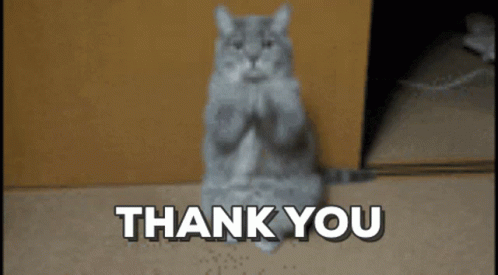 Cat Sitting With Thank You GIF