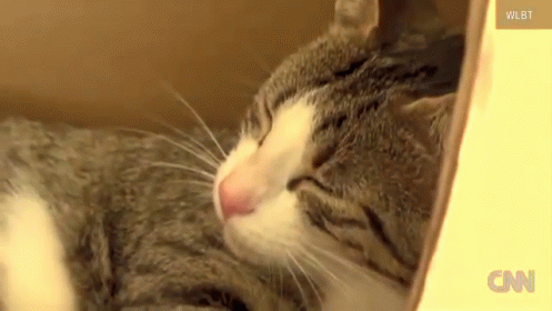 Cat Sleeping in Box With CNN Logo