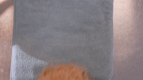 Cat Sleeping Night Night GIF