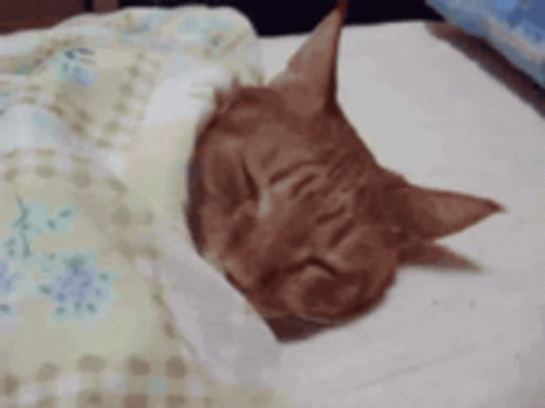 Cat Sleeping on Bed With Blanket