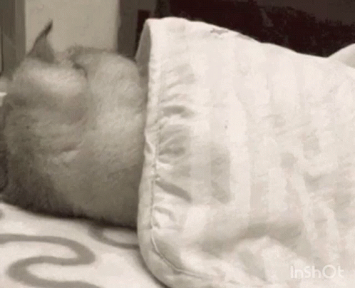 Cat Sleeping On Bed With Pillow And Blanket GIF